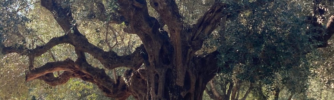 Goddess Athena and the Olive branch